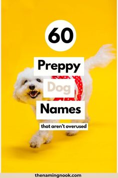 a white dog with the words, 60 preppy dog names that aren't overused