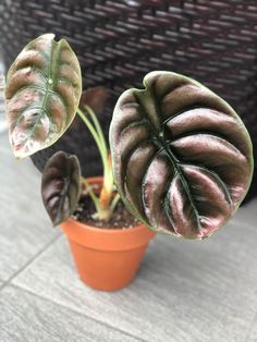 two potted plants sitting next to each other