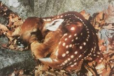 a baby deer is curled up in the leaves