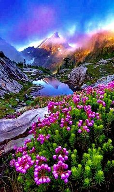 wildflowers blooming on the side of a mountain at sunset with mountains in the background