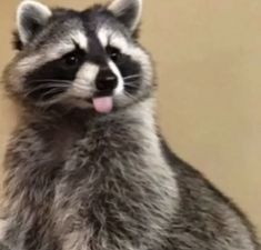 a raccoon sticking its tongue out while sitting down