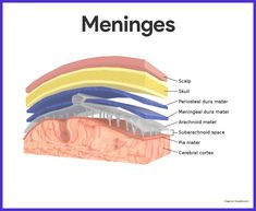 an image of the structure of meninges