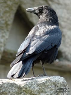 a large black bird sitting on top of a rock