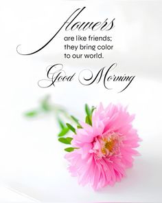 a pink flower with the words flowers are like friends they bring color to our world good morning