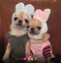 two small dogs wearing bunny ears and sweaters