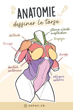 the anatomy of an animal's torso