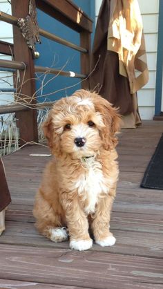 a small brown dog sitting on top of a wooden deck