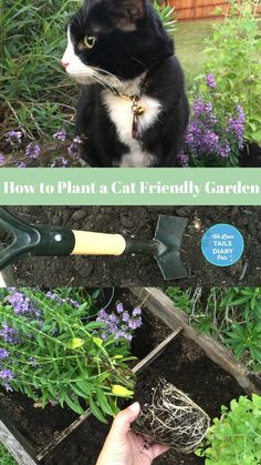 how to plant a cat friendly garden