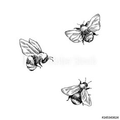 three bees flying in the air with their wings spread out, vintage line drawing or engraving style