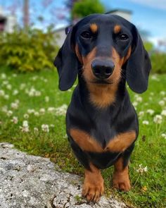 a small black and brown dog sitting on top of a grass covered field next to a rock