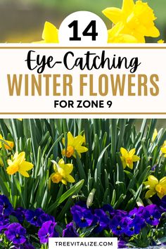 Add a pop of color to your garden with these eye-catching winter flowers for zone 9 that bloom even in the colder months. Find out which winter blooming plants will keep your space lively and beautiful through winter. Tap to see more and save this pin for your next gardening inspiration!