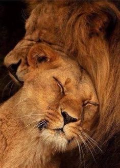 two lions cuddling together with each other