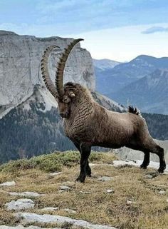 an animal with long horns standing on top of a hill