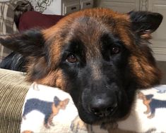 a large brown and black dog laying on top of a couch next to a pillow