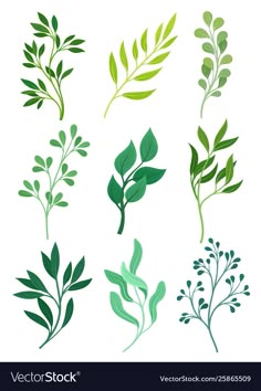 green leaves and branches on white background