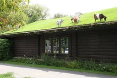 several cows are standing on the roof of a log cabin with grass growing on top