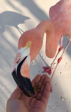 two flamingos standing next to each other on the beach with food in their hands