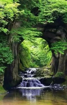 a stream running through a lush green forest