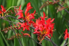 red flowers are blooming in the green grass