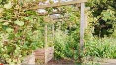 the garden is full of plants and vegetables