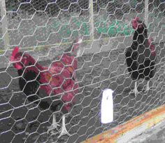 two chickens are standing in an enclosed area