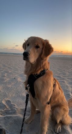 a golden retriever sitting on the beach with his leash tied to it's neck