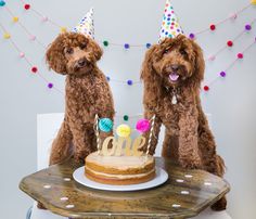 Dogs - In Studio — Lynn Terry Photography