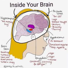 the inside of a human head with labels on its brain and parts labeled in red