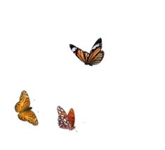 three butterflies flying in the sky together