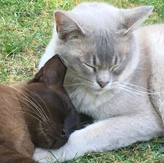 two cats are laying on the grass and one is rubbing its head against the other