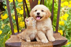 a puppy and kitten sitting on a chair