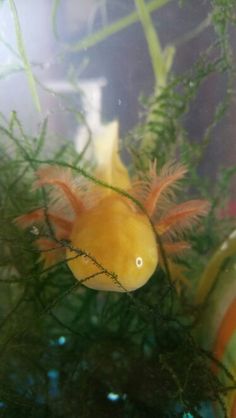 an orange and yellow fish is in the water near some green plants, looking at it's own reflection