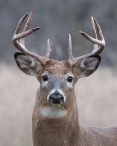 a close up of a deer with antlers on it's head and ears