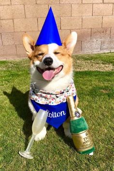 So today I turn 51. Whoa. I was 43 when I started The Daily Corgi, eight years ago. Where the last eight years went, I don’t rightly know!   Colton I could spin a fabulist tale about my derring do, but there was little derring and even less do. I oughtta know, I was [...]