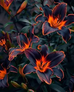 orange and black flowers with green leaves in the background