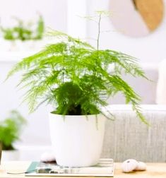 a potted plant sitting on top of a wooden table