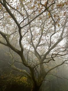 a large tree with lots of leaves on it's branches in the foggy forest