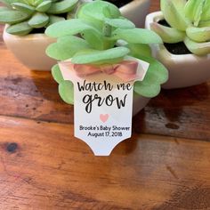 two small succulents are sitting on a table with a tag that says watch me grow