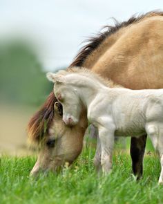 an adult horse and a baby horse grazing in the grass