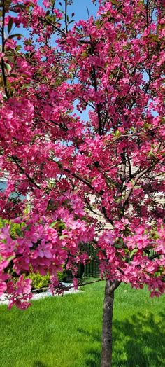 a tree with pink flowers in the grass