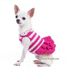 a small dog wearing a pink and white sweater