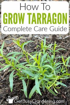 a close up of a plant with text overlay reading how to grow tarragon complete care guide