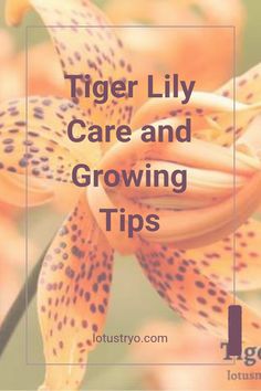 tiger lily care and growing tips with text overlay that reads tiger lily care and growing tips