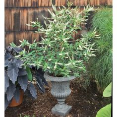 two potted plants sitting next to each other in front of a wooden fence and building