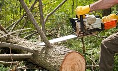 a man is using a chainsaw to cut down a tree