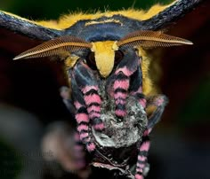 a close up view of a moth's head and body with its wings spread