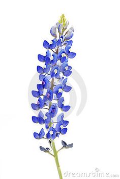 a blue flower on a white background