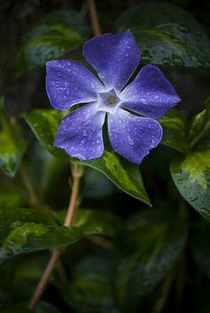 a purple flower with water droplets on it