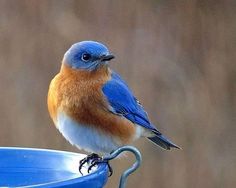 a blue bird sitting on top of a metal bowl