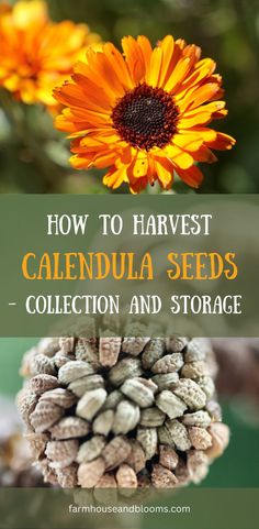 two pictures, one of calendula flowers in the garden, and one of a closeup of calendula seeds Harvesting Calendula, Calendula Seeds, Raised Veggie Gardens, Garden Prepping, Medicinal Herbs Garden, Harvesting Herbs, Edible Seeds, Garden Plans